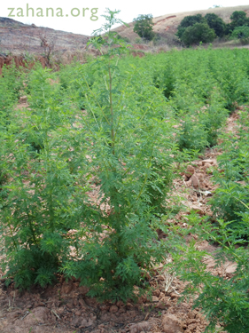 Artemisia annua in rural Madagascar