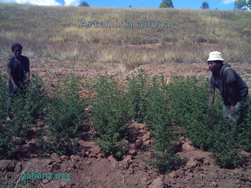 Growing Artemesia annua in Madagascar