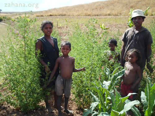 Growing Artemesia annua in Madagascar