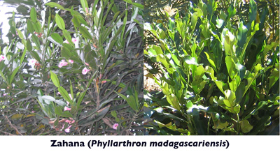 Zahana a medicianal plant in Madagascar