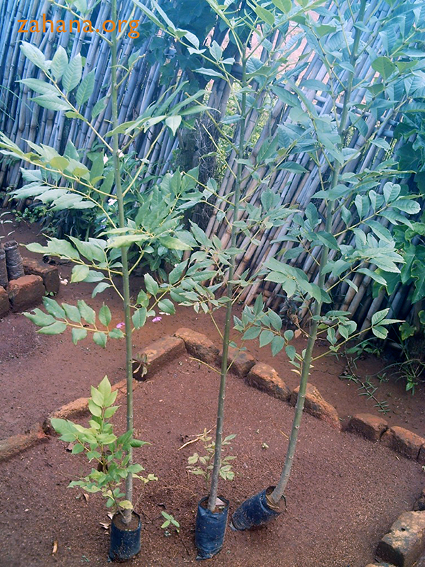 Growing tree seedlings in rural Madagascar - Zahana.org