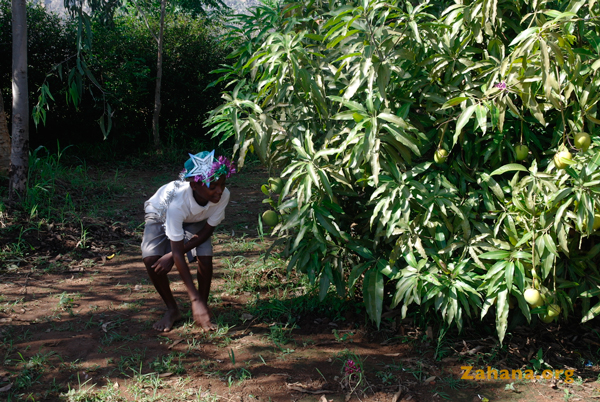 Mango tree is the schoolyard - zahaha- madagascar