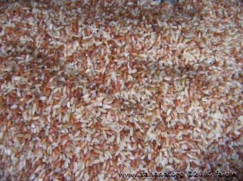 Malagasy variety of rice kenels close up in Madagascar