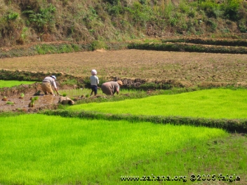 Planting rice in madagascar ina new paddy