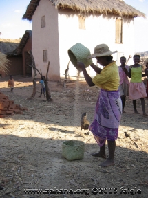 separating the rice from the shaft in Madagascar