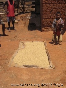 Drying rice on a mat on the ground in the sun before pounding it. 