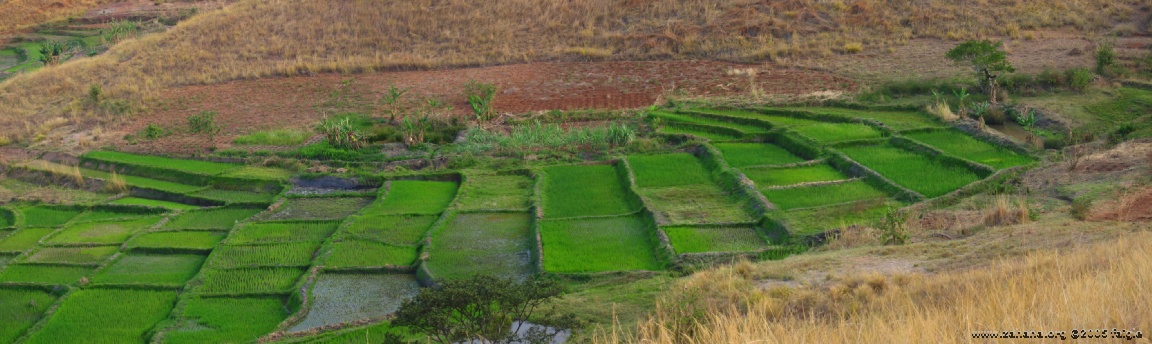 Rice paddies large