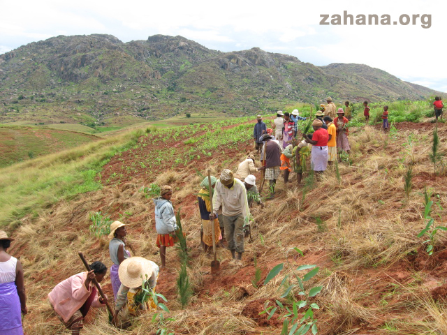 The entire community comes together to plant their new forest in Madagascar Zahana.org 
