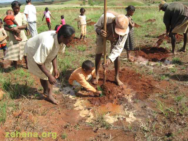 Community forst planted in MAdagascara - zahana.org