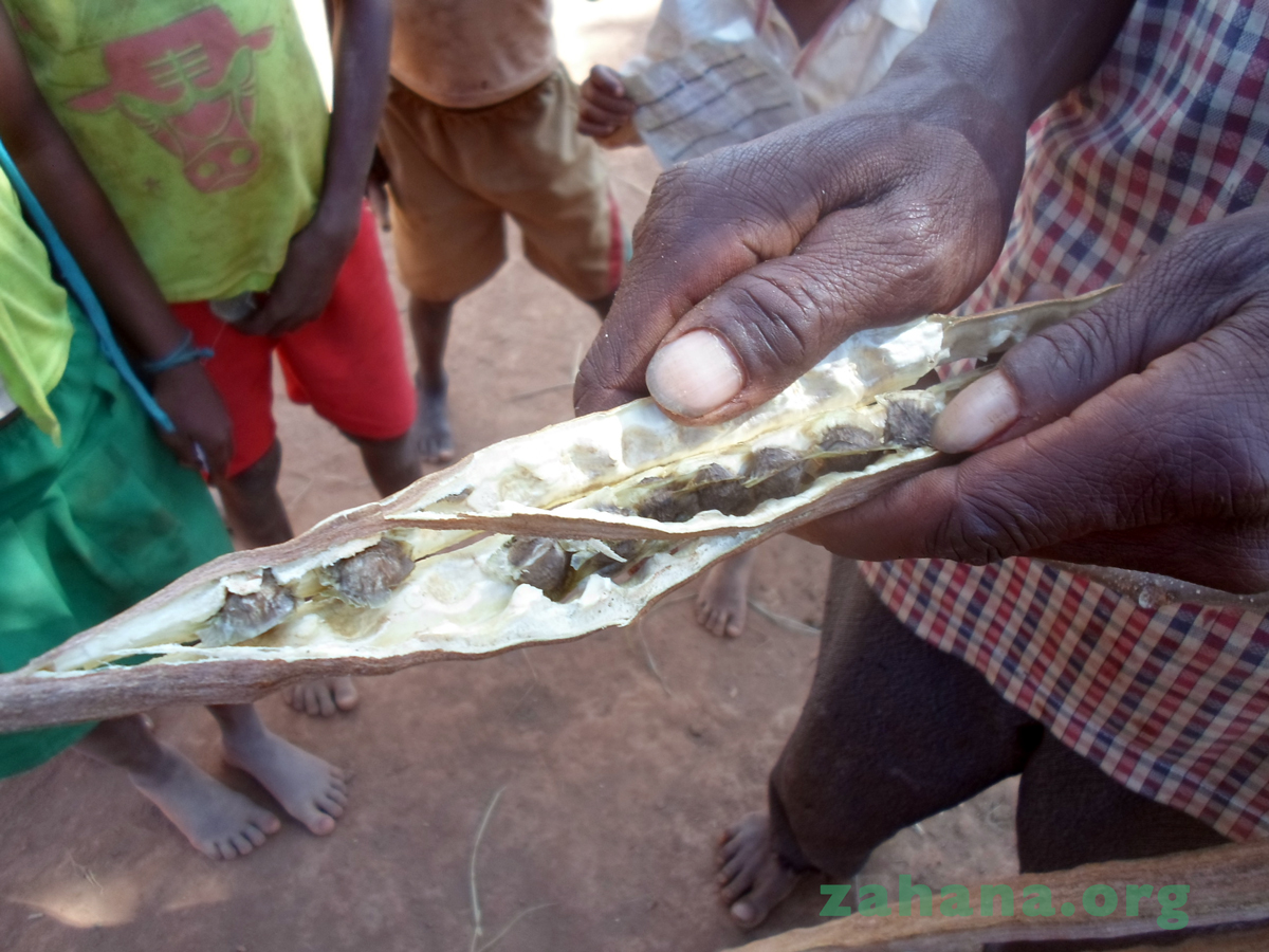 Moringa seeds in the pod - zahana Madagascar