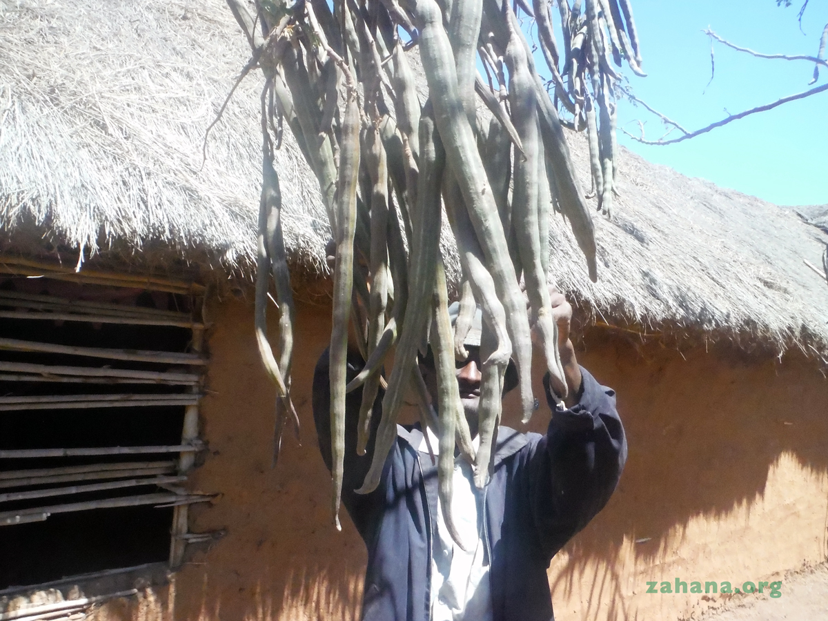 Moringa oleifera seed pods in Madagascar