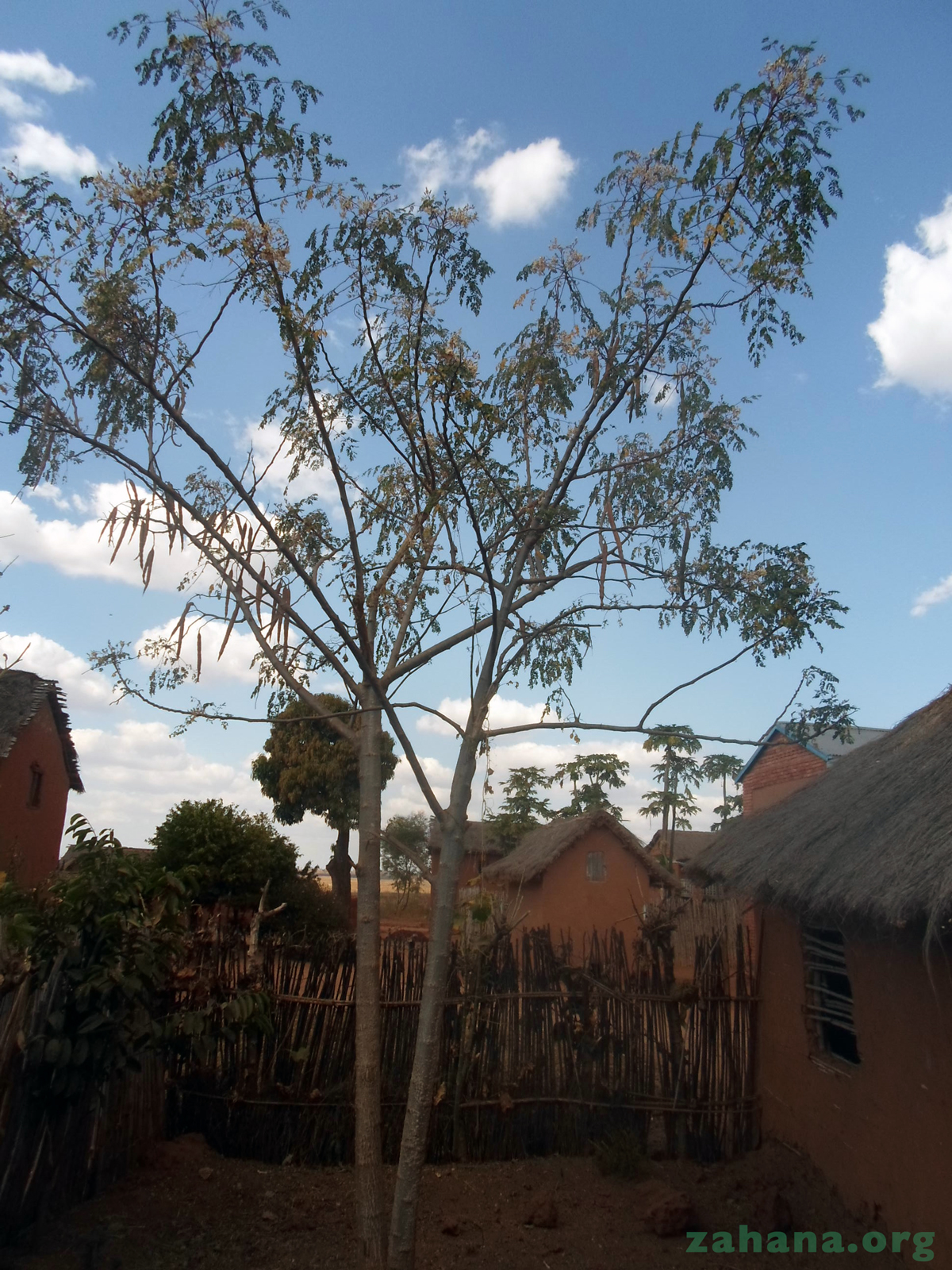 Moringa Oleifrea tree in Madagascar - zahana