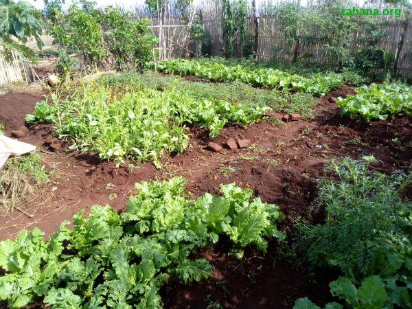 vegetable garden in Madagascar