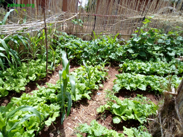 vegetable garden in Madagascar