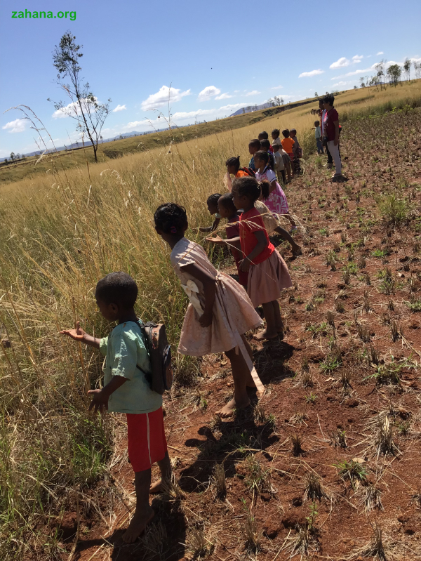 seed balls in Madagascar for reforestation