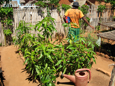 mango seedling fro the community in Madagascar. Zahana.org
