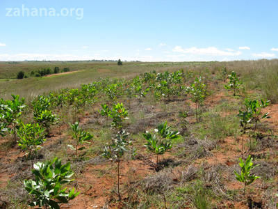 planting trees in Madagascar. zahana.org