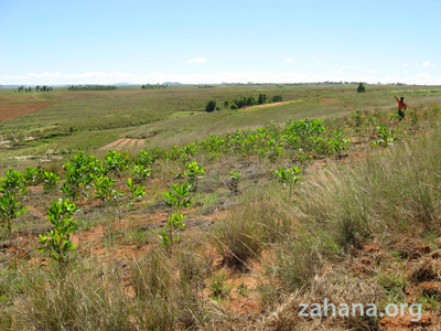 the new trees in Fiadanana, madagascar, planted by zahana.org